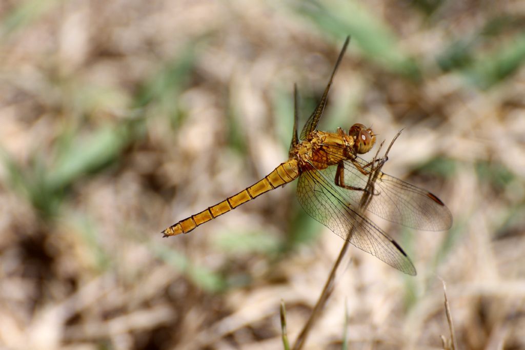 Orthetrum coerulescens,  femmina